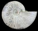 Silver Iridescent Ammonite - Madagascar #54885-1